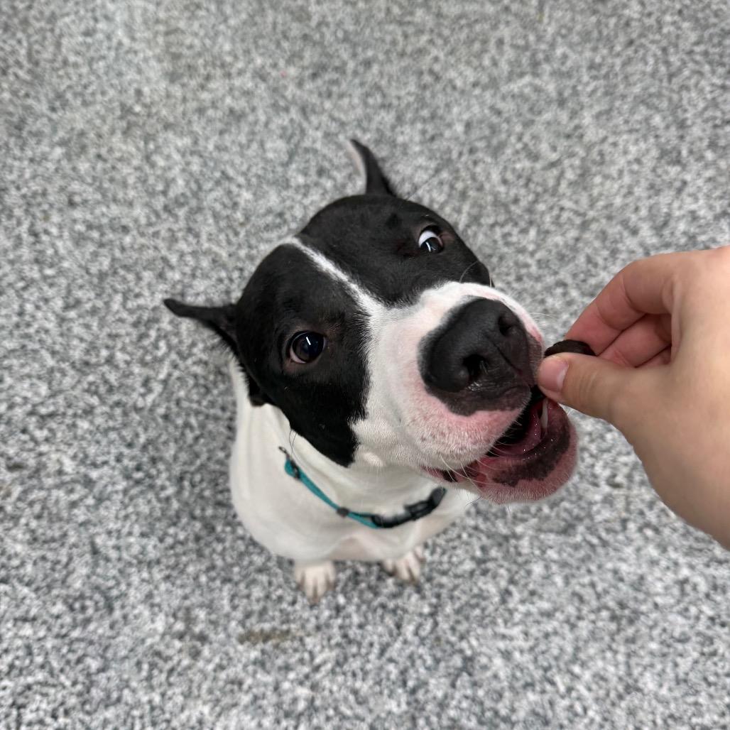 Enlarge Evie, a Adoptable mixed breed in Fairmont, WV image 3/6