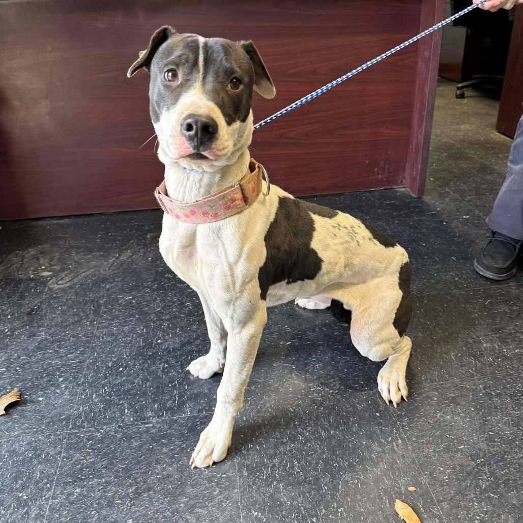 Enlarge Evie, a Adoptable mixed breed in Fairmont, WV image 4/6