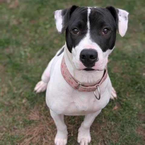 Enlarge Evie, a Adoptable mixed breed in Fairmont, WV image 5/6