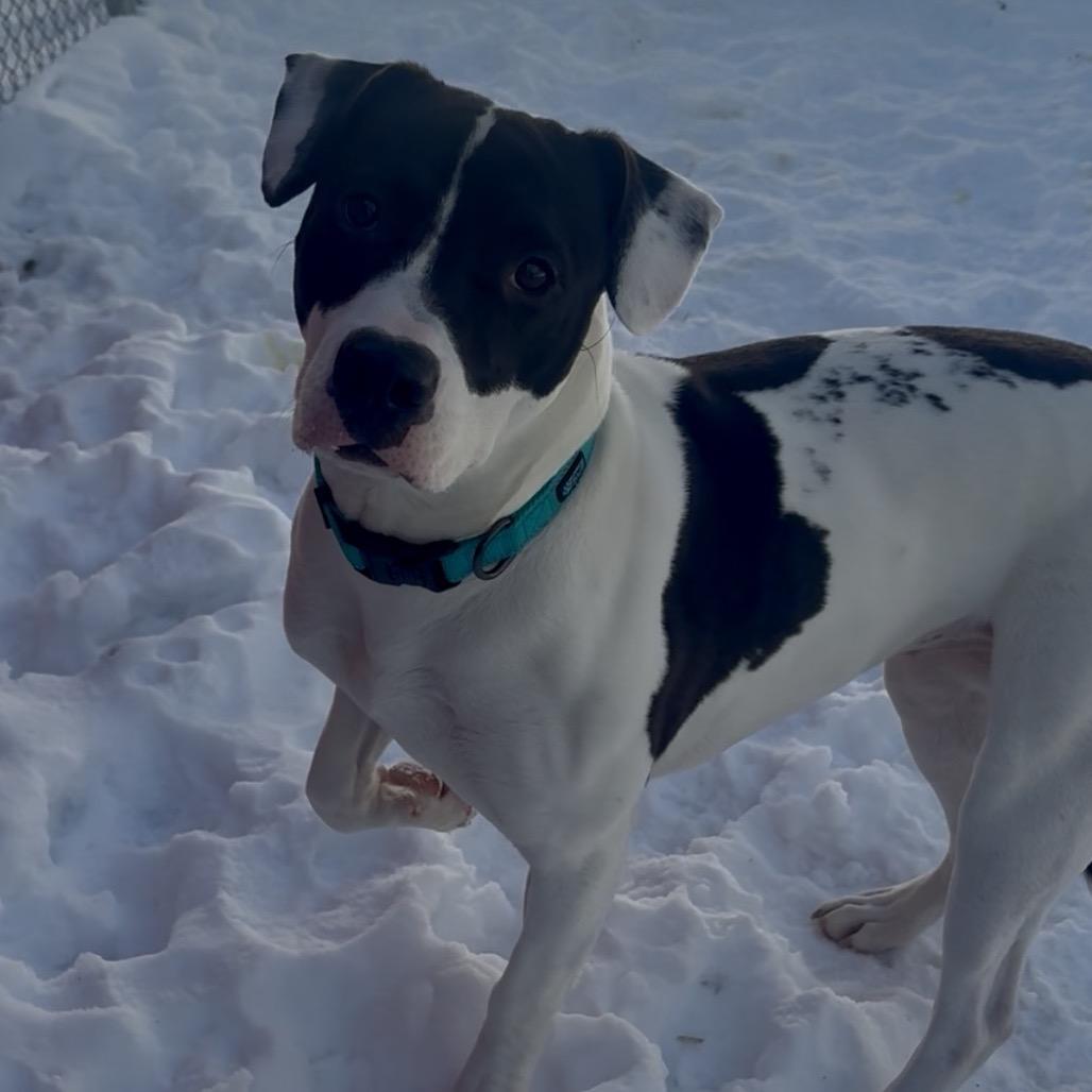 Enlarge Evie, a Adoptable mixed breed in Fairmont, WV image 6/6
