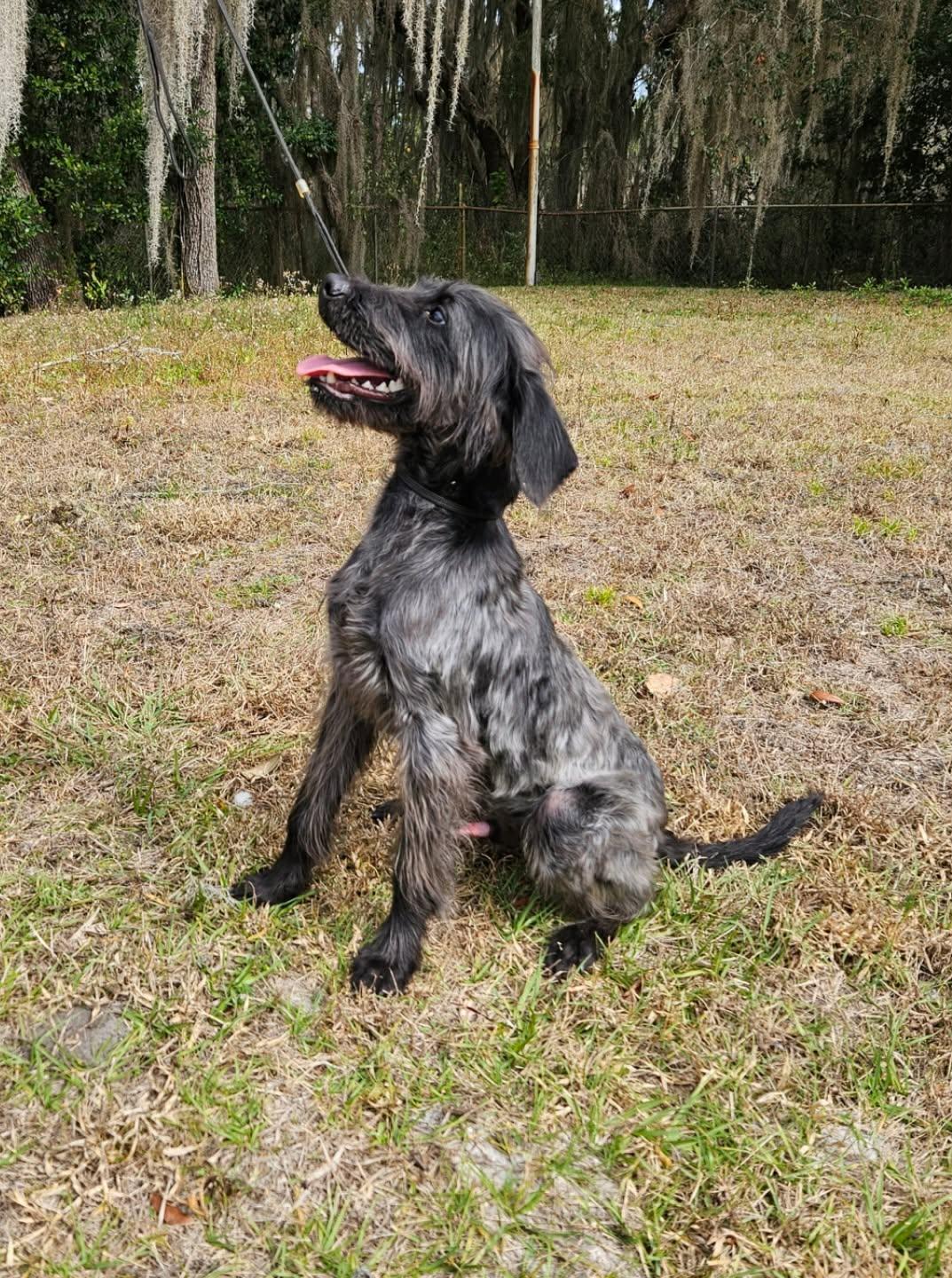 Enlarge Freddie, a Adopted Poodle in Winter Park, FL image 1/3