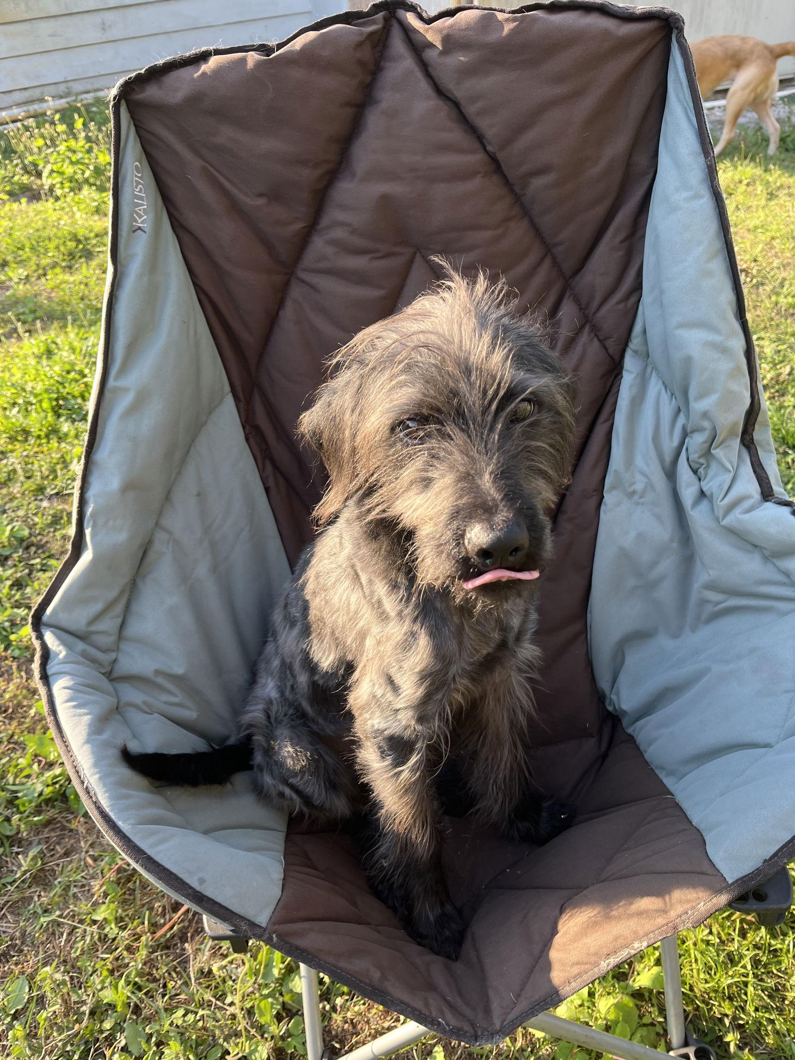Enlarge Freddie, a Adopted Poodle in Winter Park, FL image 2/3