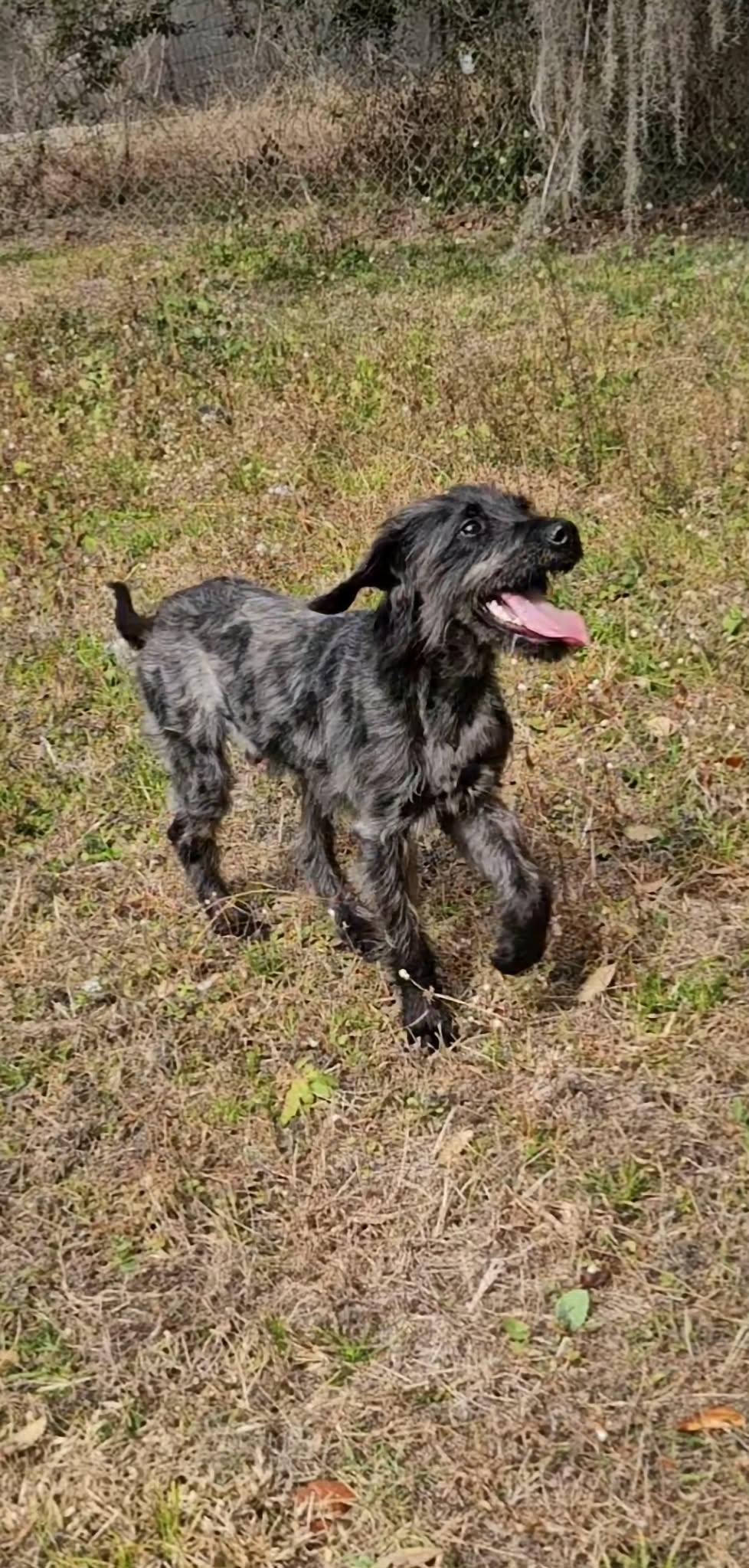 Freddie, Adopted, Young Male Poodle.