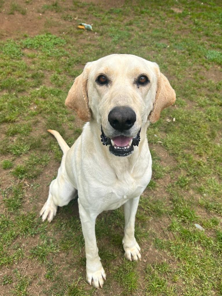 Enlarge Lilly, a Adoptable mixed breed in Benton, AR image 2/6