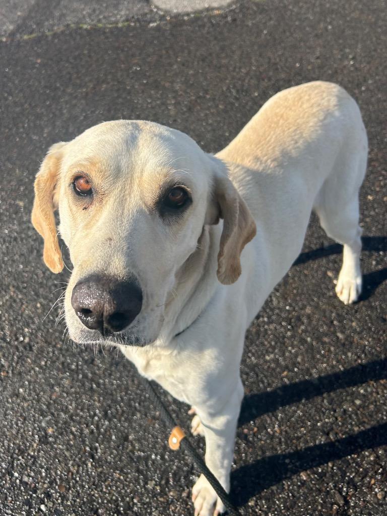 Enlarge Lilly, a Adoptable mixed breed in Benton, AR image 6/6