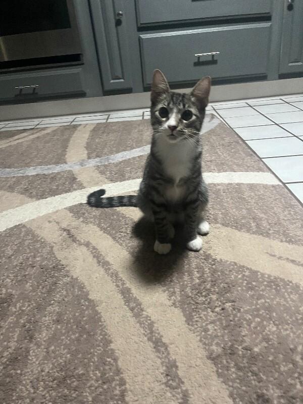 Enlarge Thad - Lioness Litter, a Adoptable Tabby in Anthem, AZ image 2/4