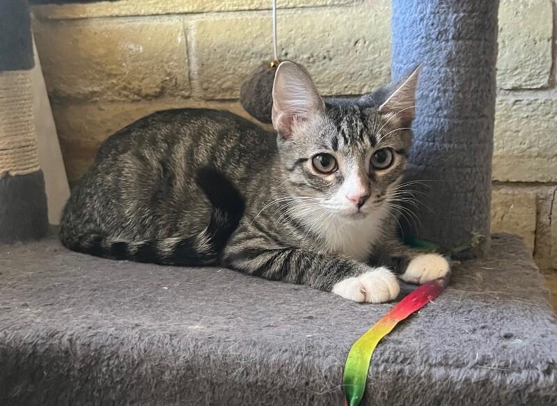 Enlarge Thad - Lioness Litter, a Adoptable Tabby in Anthem, AZ image 4/4