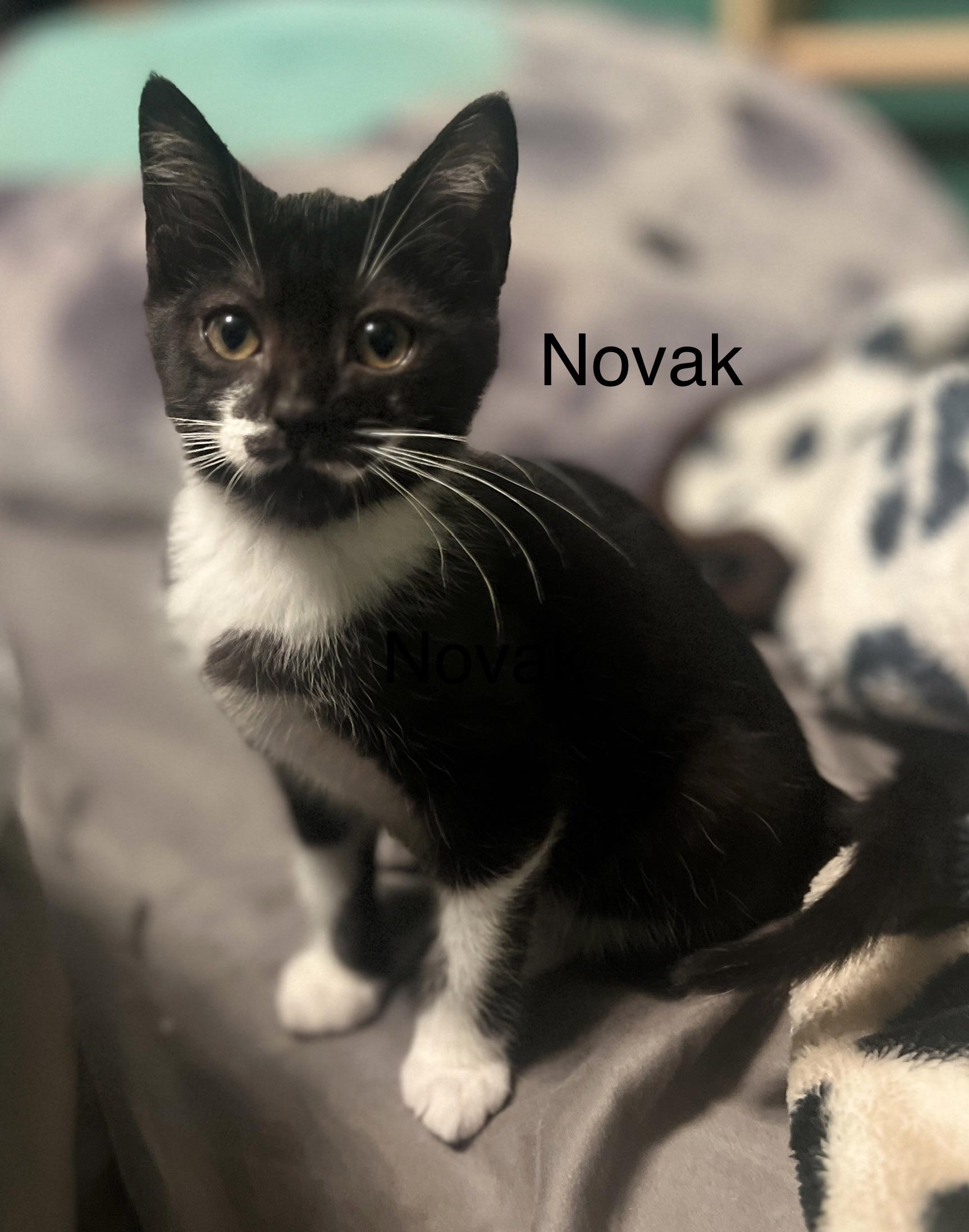 Novak , ADOPTABLE, Kitten Male Tuxedo.