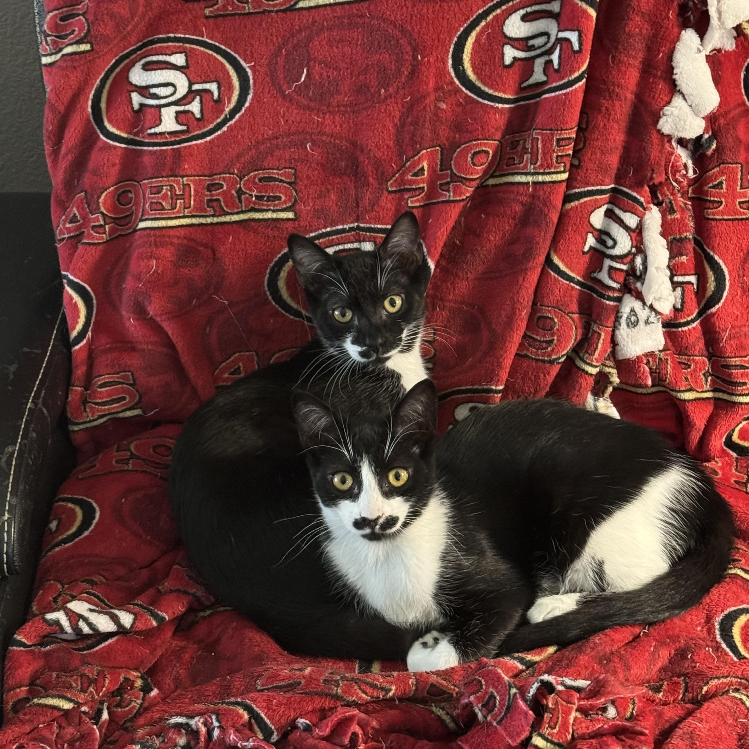 Enlarge Novak , a ADOPTABLE Tuxedo in Oakley, CA image 4/4