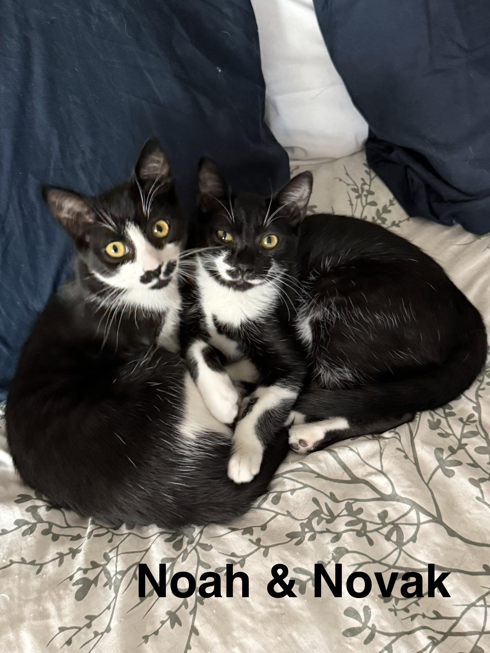 Enlarge Novak , a ADOPTABLE Tuxedo in Oakley, CA image 1/4