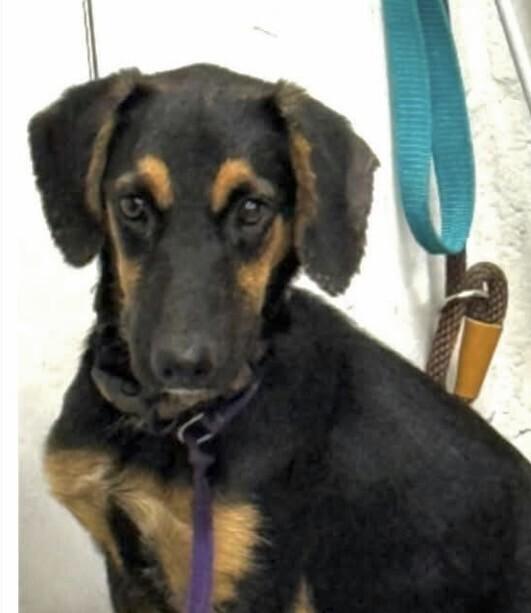 Enlarge Pup Tramp, a Adoptable mixed breed in Washington, DC image 1/2