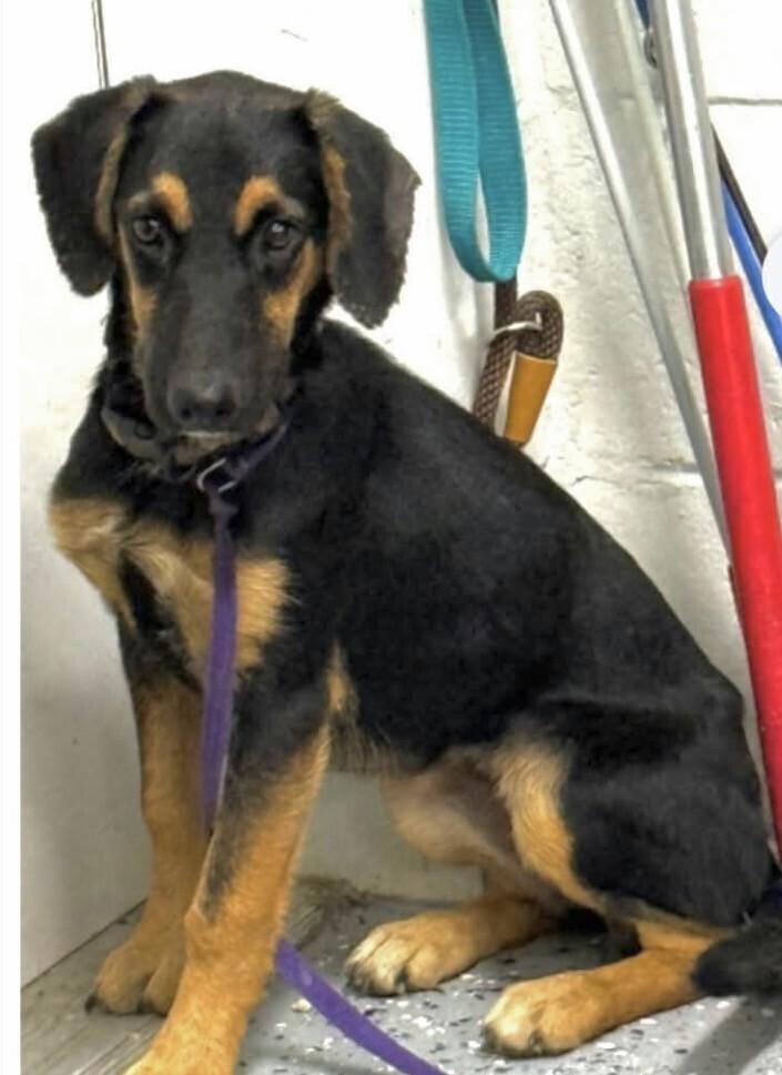 Enlarge Pup Tramp, a Adoptable mixed breed in Washington, DC image 2/2