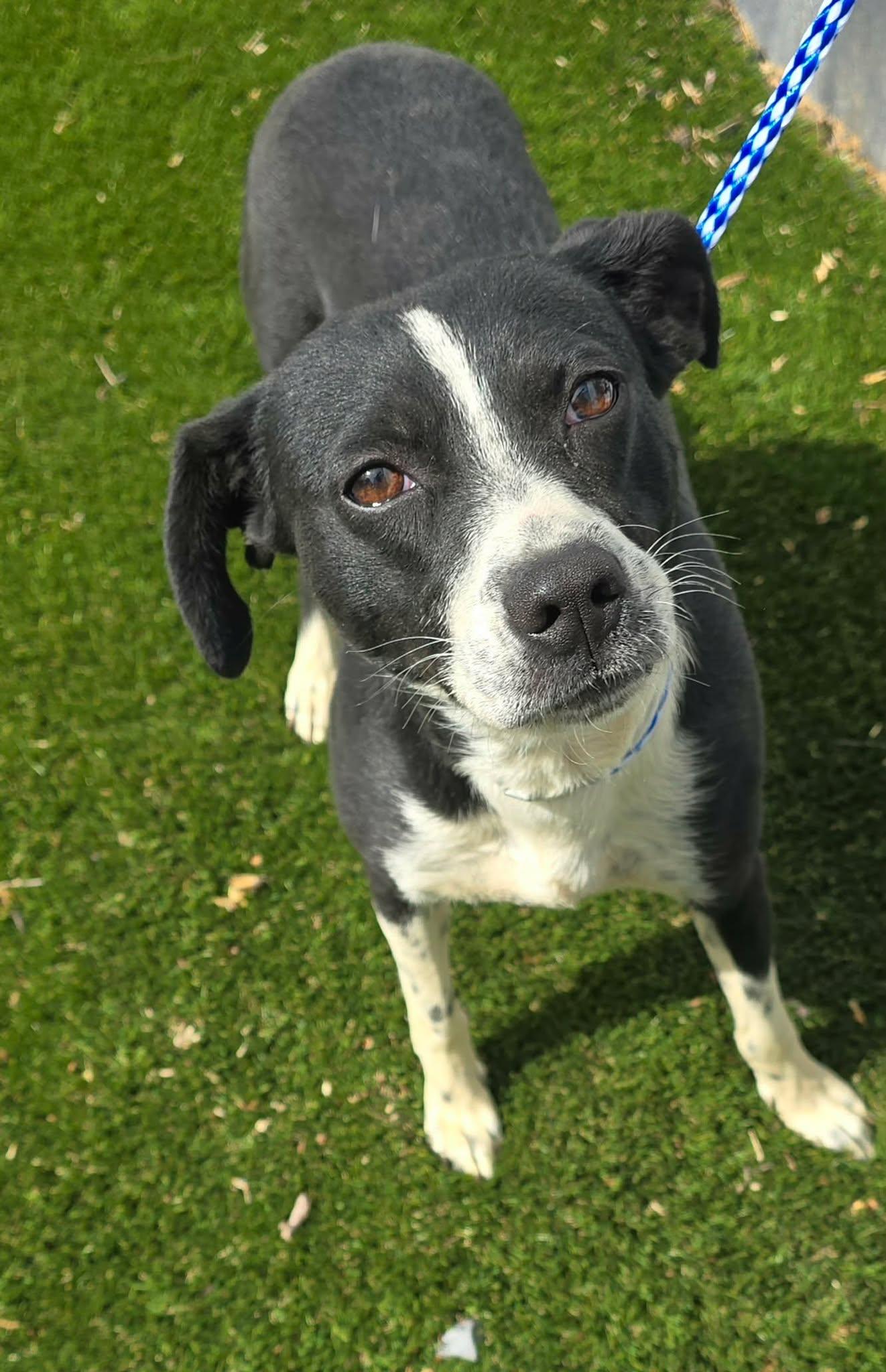 Enlarge Raven Run, a ADOPTABLE mixed breed in Newport, TN image 1/6
