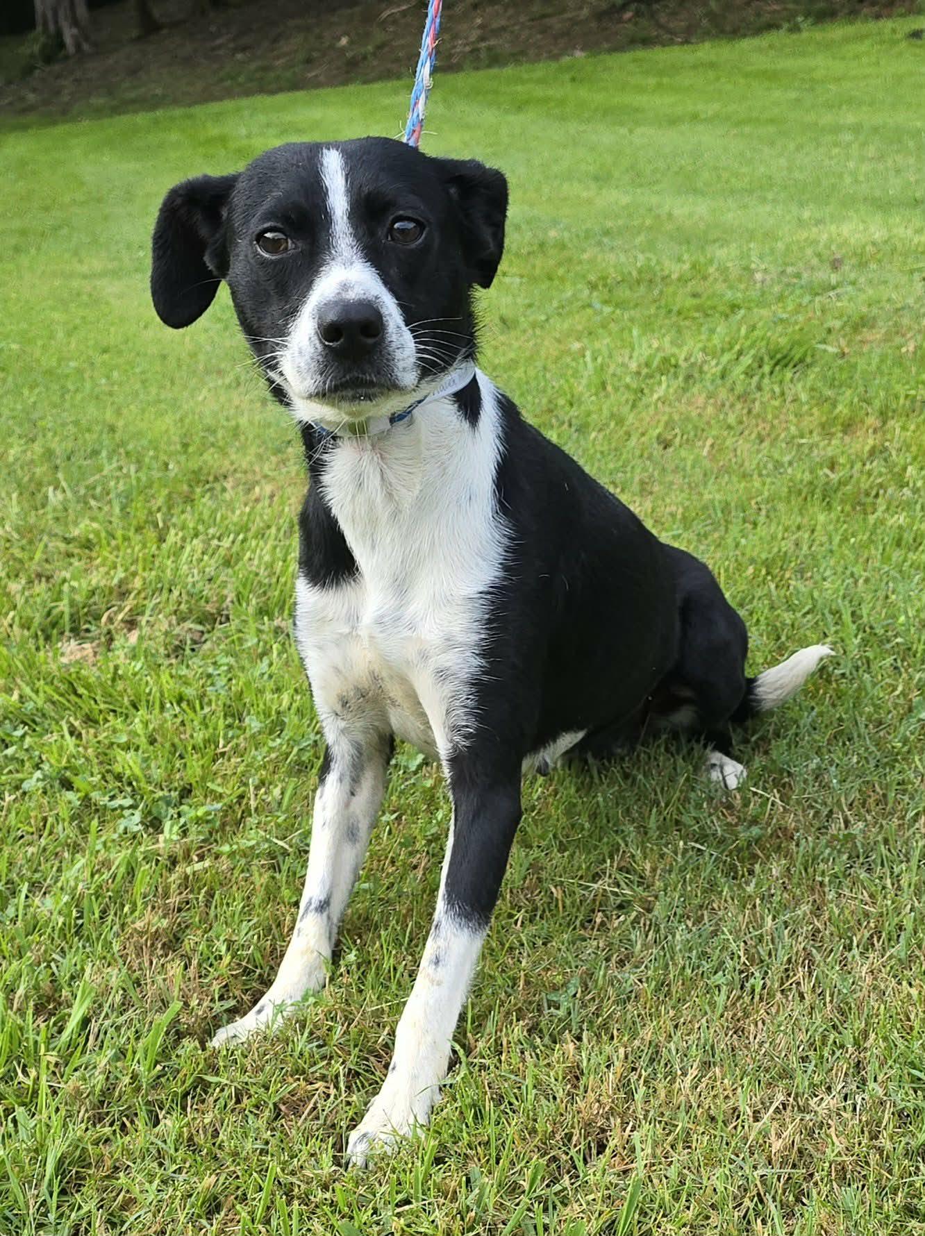 Enlarge Raven Run, a ADOPTABLE mixed breed in Newport, TN image 6/6