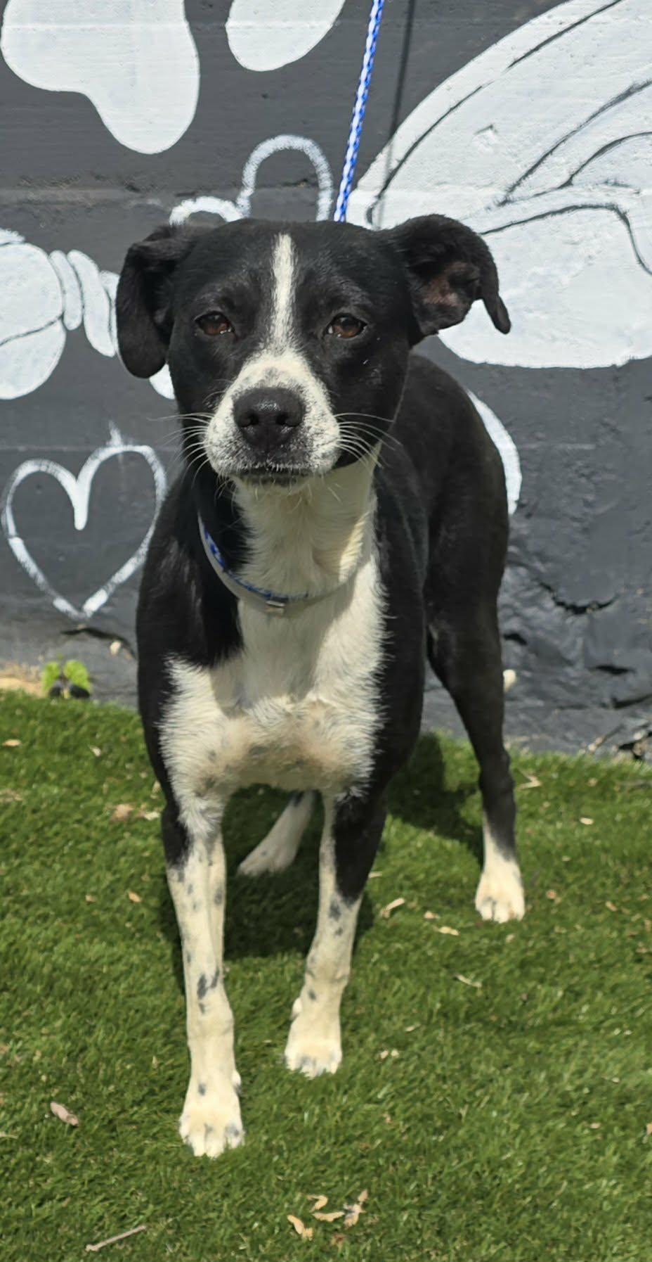 Enlarge Raven Run, a ADOPTABLE mixed breed in Newport, TN image 2/6