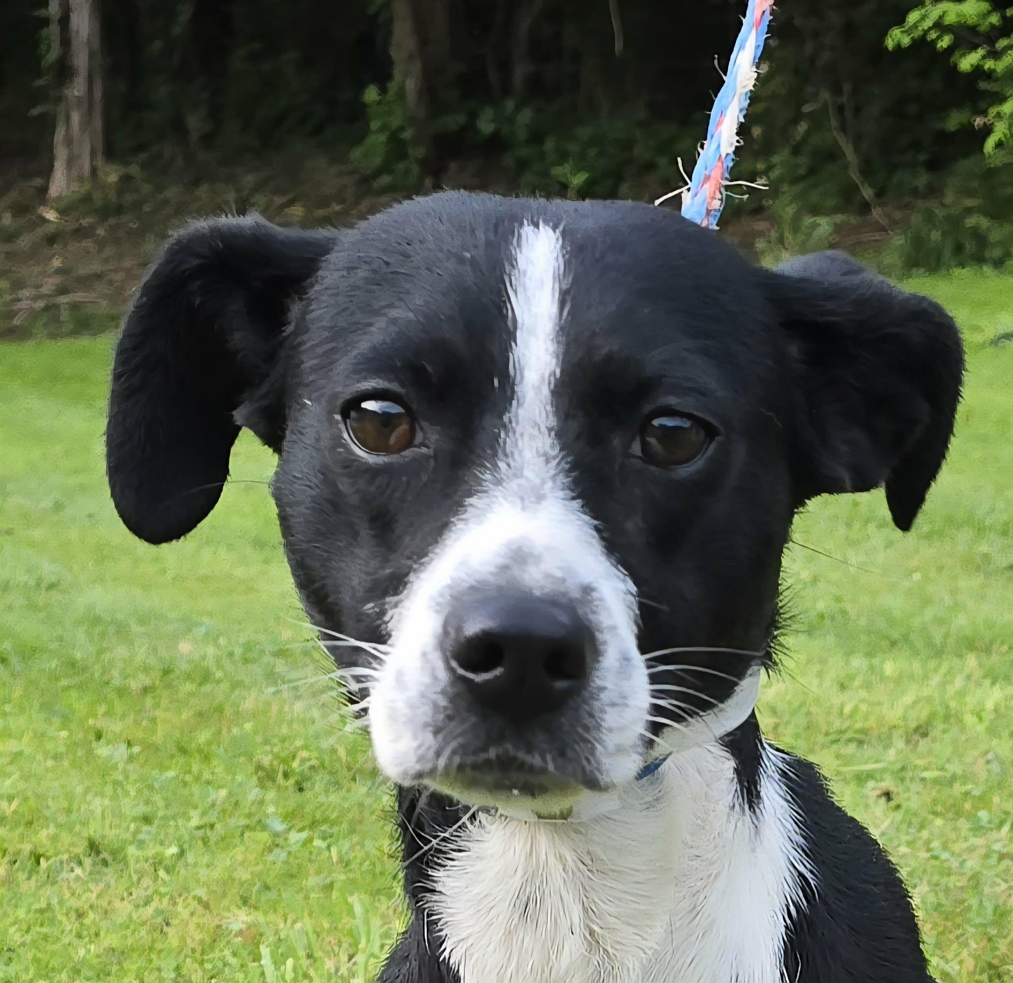 Enlarge Raven Run, a ADOPTABLE mixed breed in Newport, TN image 3/6