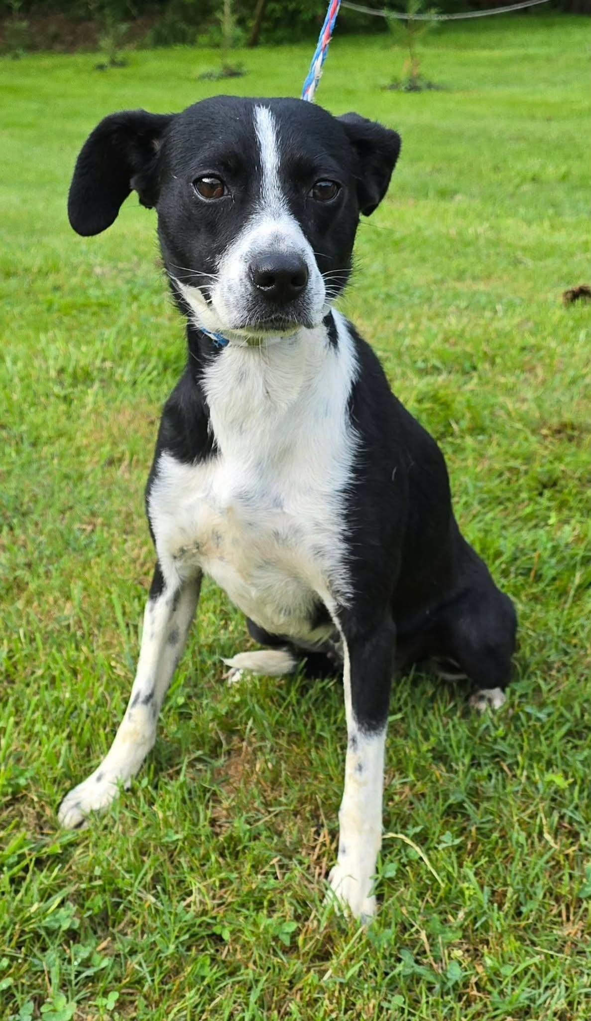 Enlarge Raven Run, a ADOPTABLE mixed breed in Newport, TN image 5/6