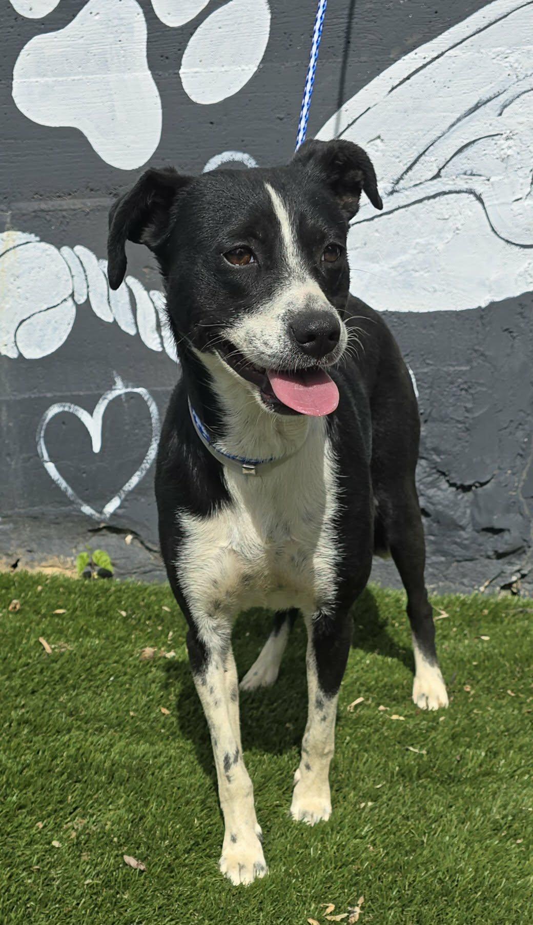 Enlarge Raven Run, a ADOPTABLE mixed breed in Newport, TN image 4/6