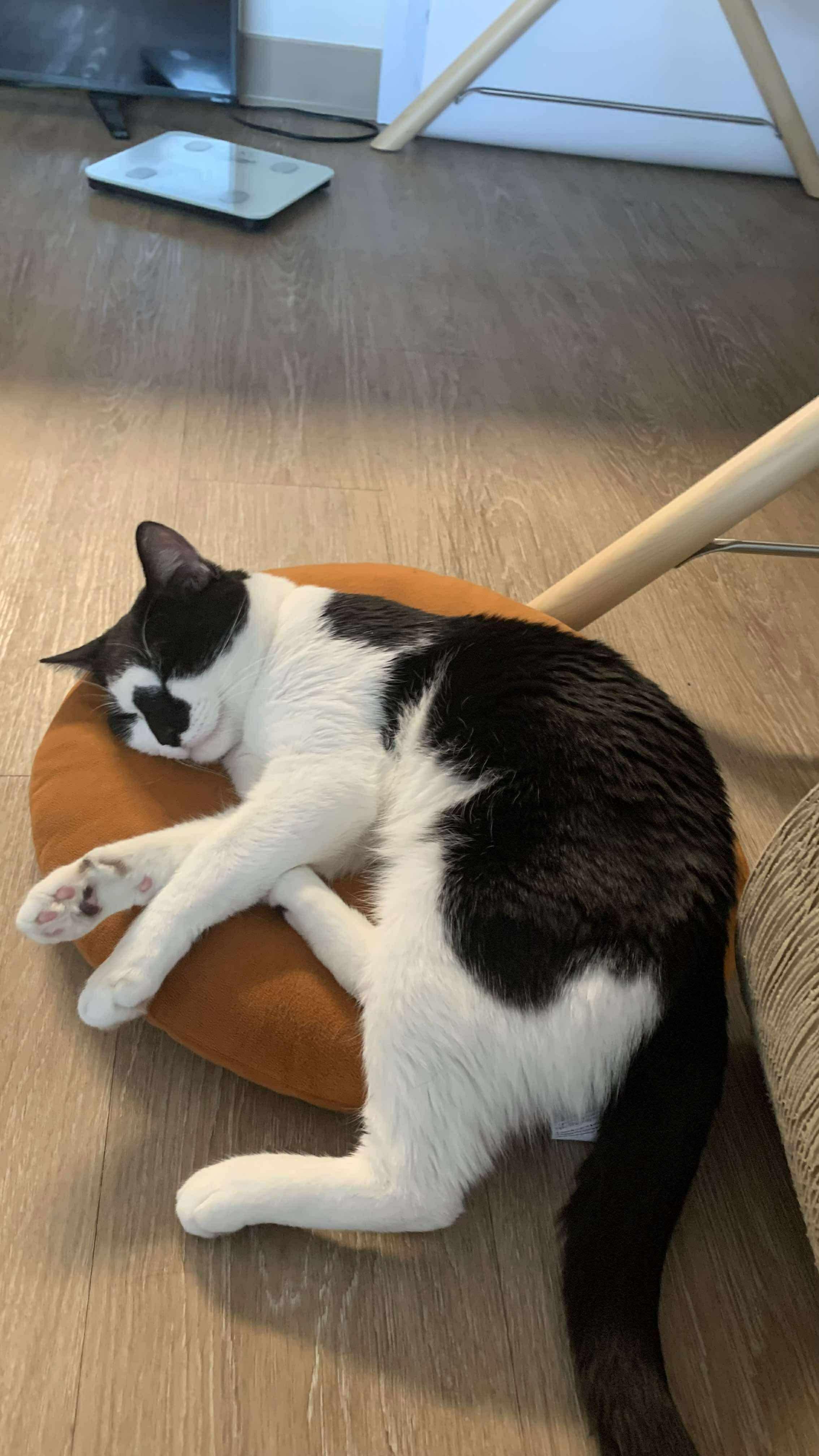 Elliot, an adoptable Domestic Short Hair in Winnipeg, MB, R3E 2Z9 | Photo Image 2