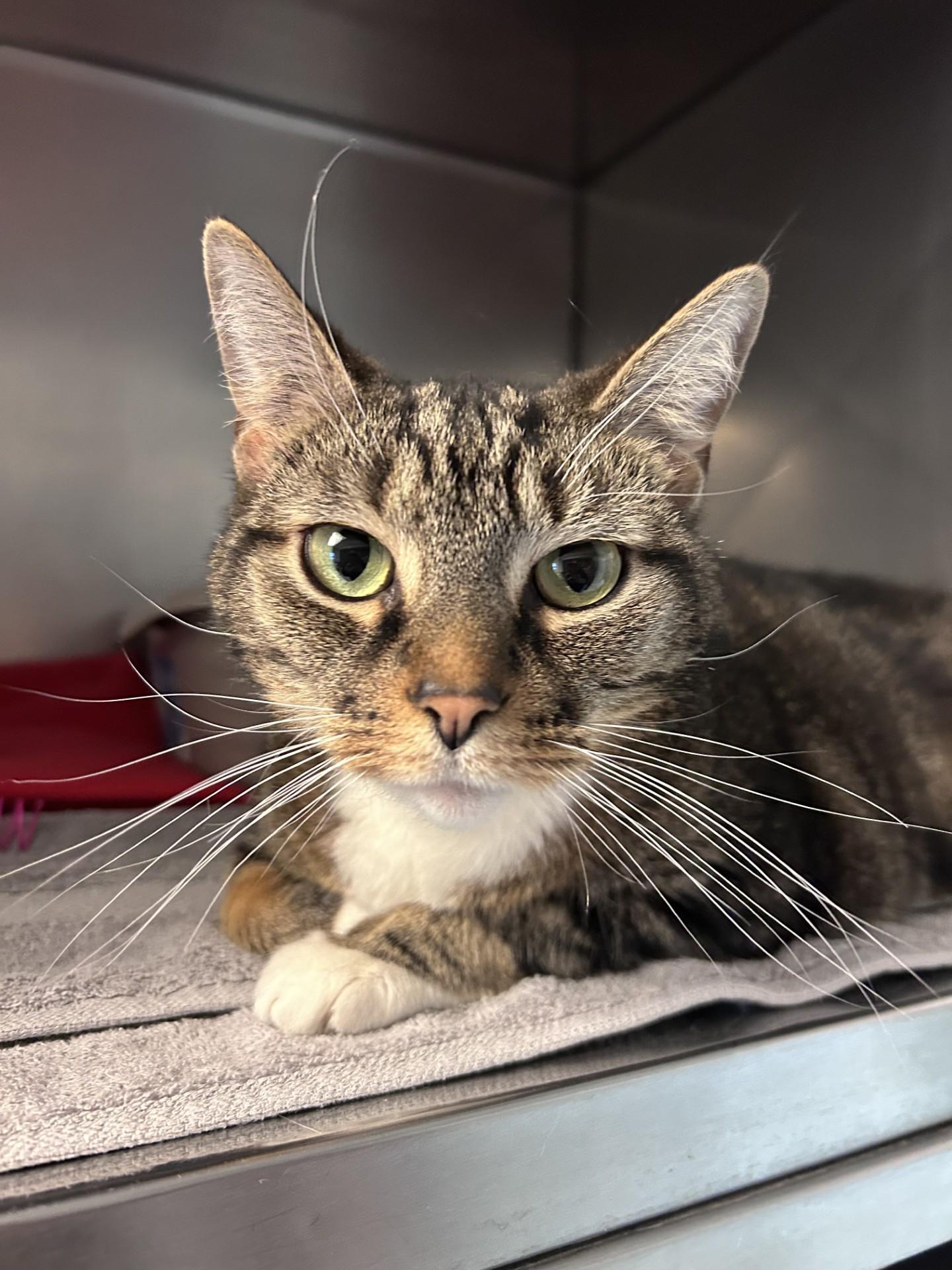 Enlarge Berkeley, an adopted Domestic Short Hair in Altoona, PA image 1/1