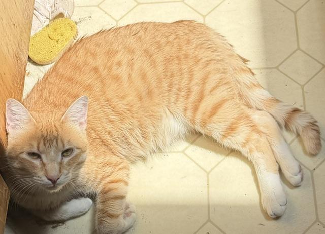 Enlarge Goose, a ADOPTABLE Domestic Short Hair in Eugene, OR image 4/5