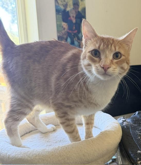Enlarge Goose, a ADOPTABLE Domestic Short Hair in Eugene, OR image 5/5