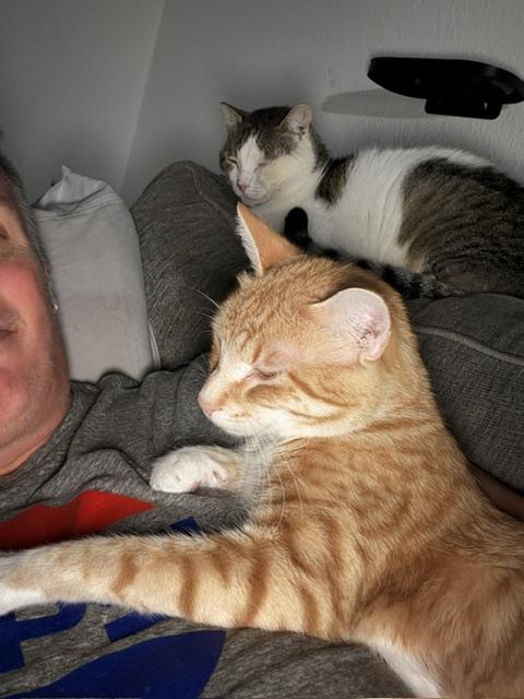 Goose, ADOPTABLE, Adult Male Domestic Short Hair.