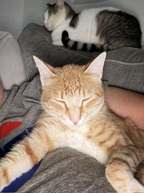 Enlarge Goose, a ADOPTABLE Domestic Short Hair in Eugene, OR image 2/5