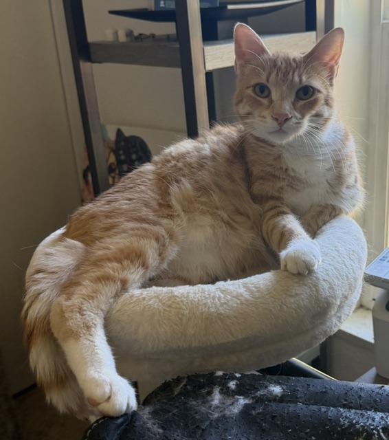 Enlarge Goose, a ADOPTABLE Domestic Short Hair in Eugene, OR image 3/5
