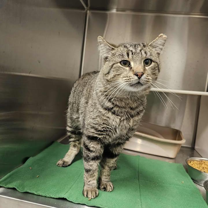 Jack, Adoptable, Adult Male Domestic Short Hair.