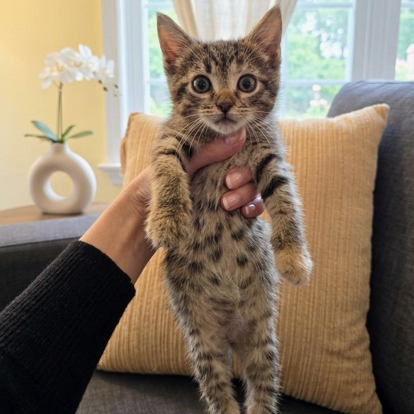 Wisteria, a Adoptable Domestic Short Hair in Atlanta, GA image 3/5