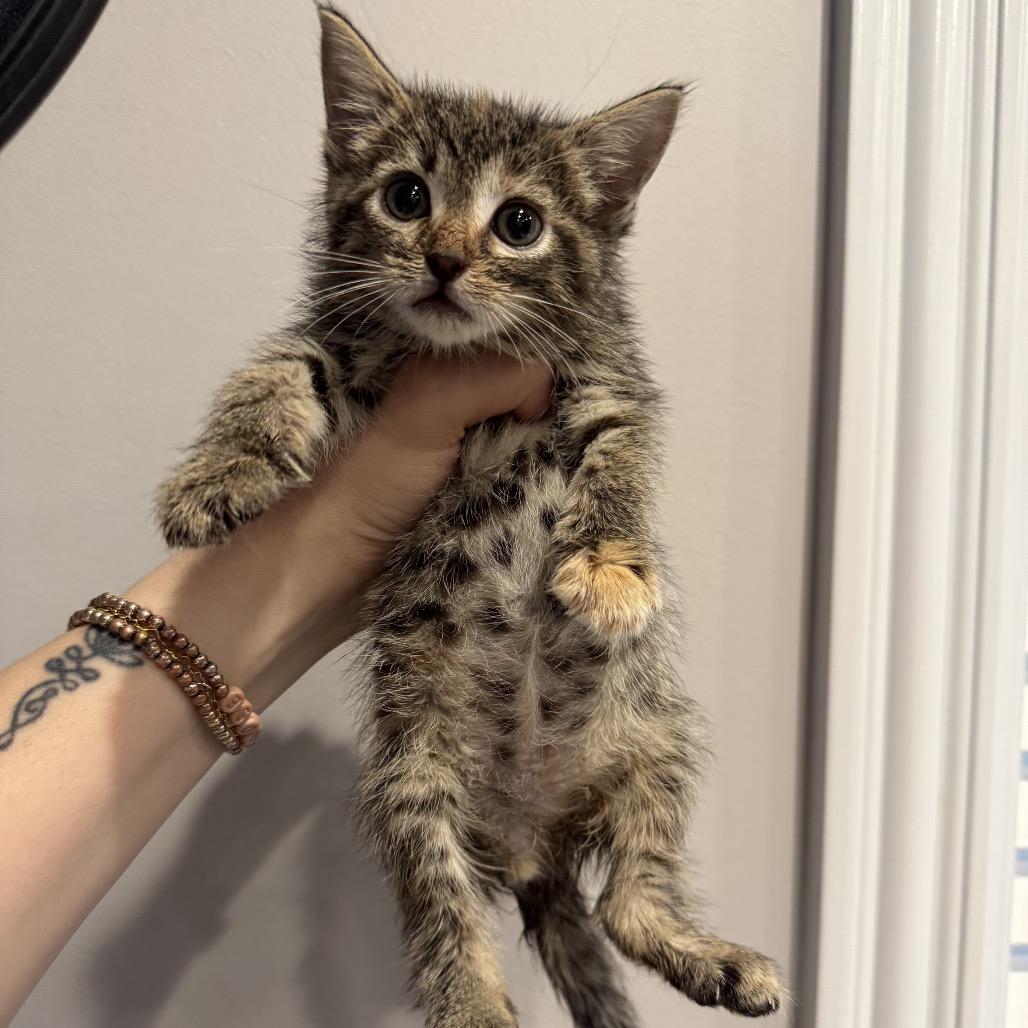 Wisteria, a Adoptable Domestic Short Hair in Atlanta, GA image 5/5