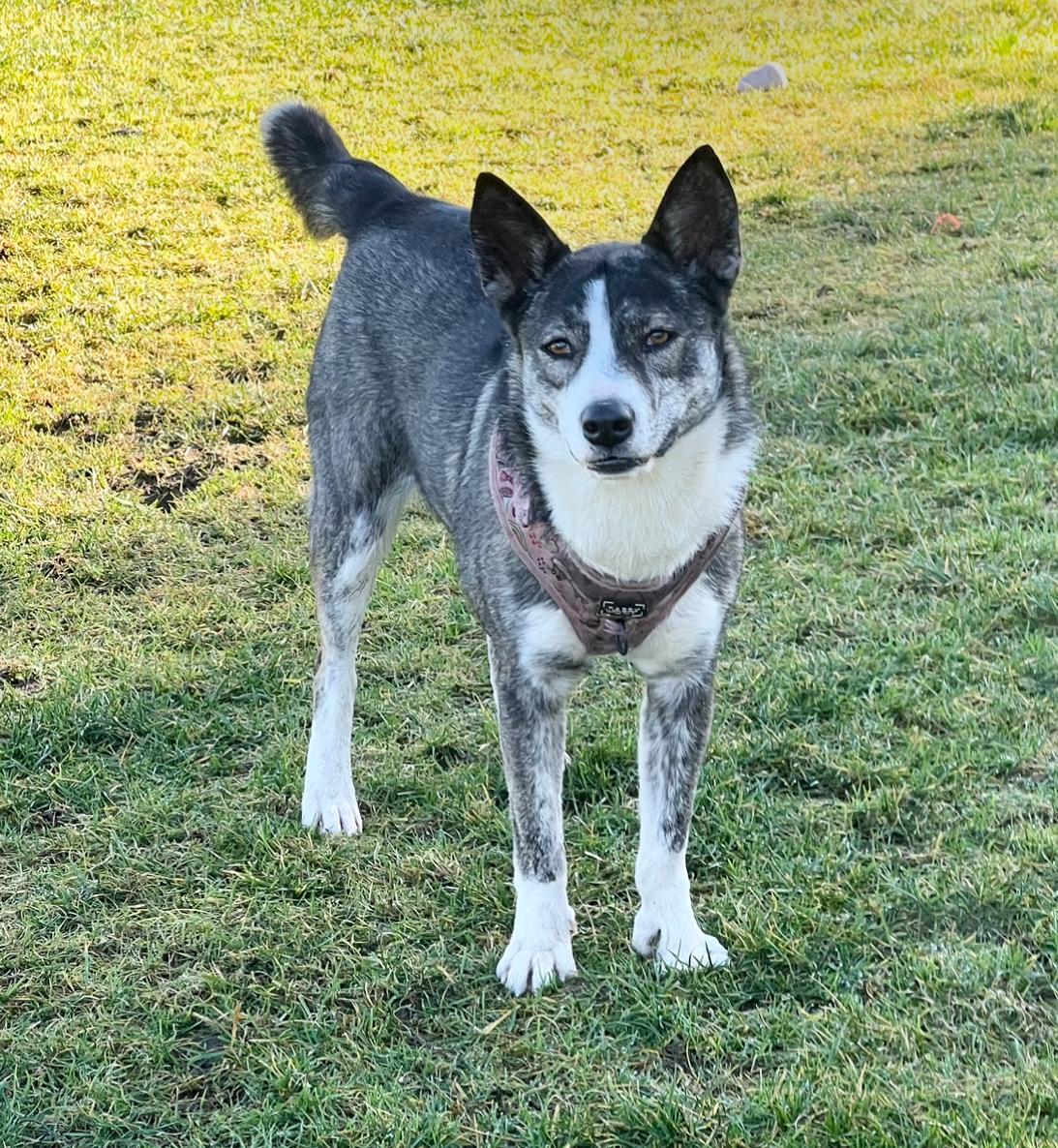 Gemma, Adoptable, Adult Female Siberian Husky & Australian Cattle Dog / Blue Heeler.