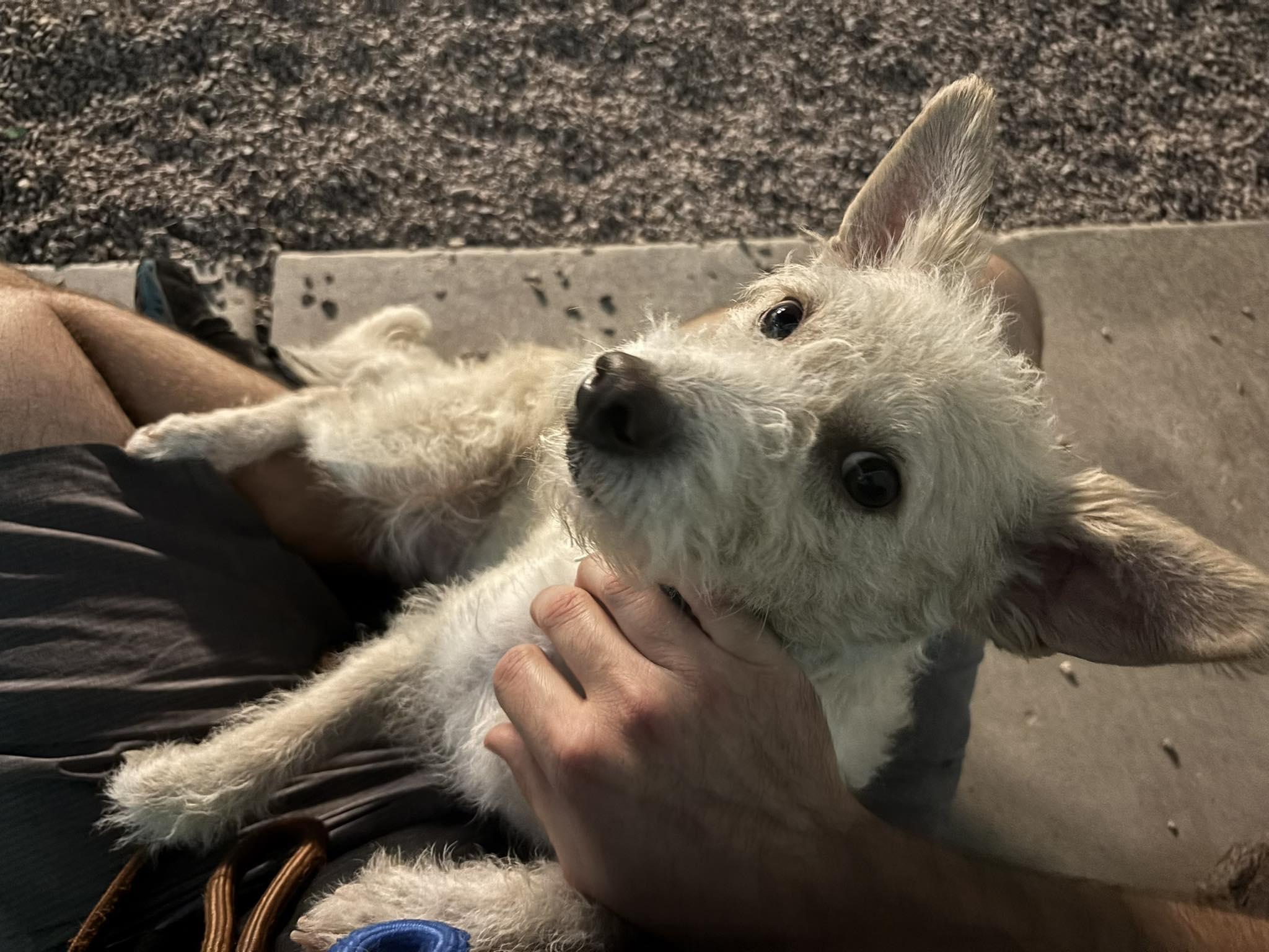 Enlarge Dublin, an adopted mixed breed in Phoenix, AZ image 2/5