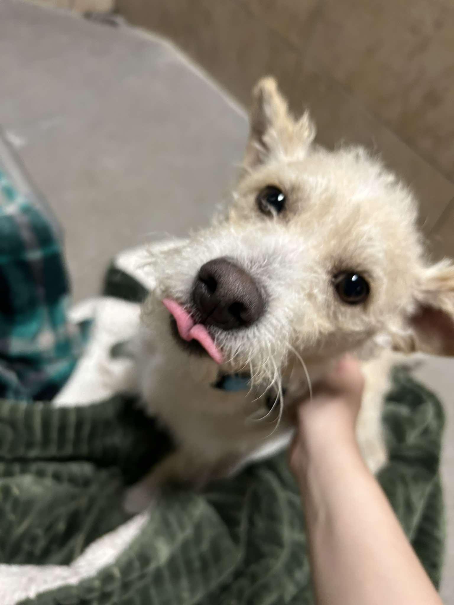 Enlarge Dublin, an adopted mixed breed in Phoenix, AZ image 5/5