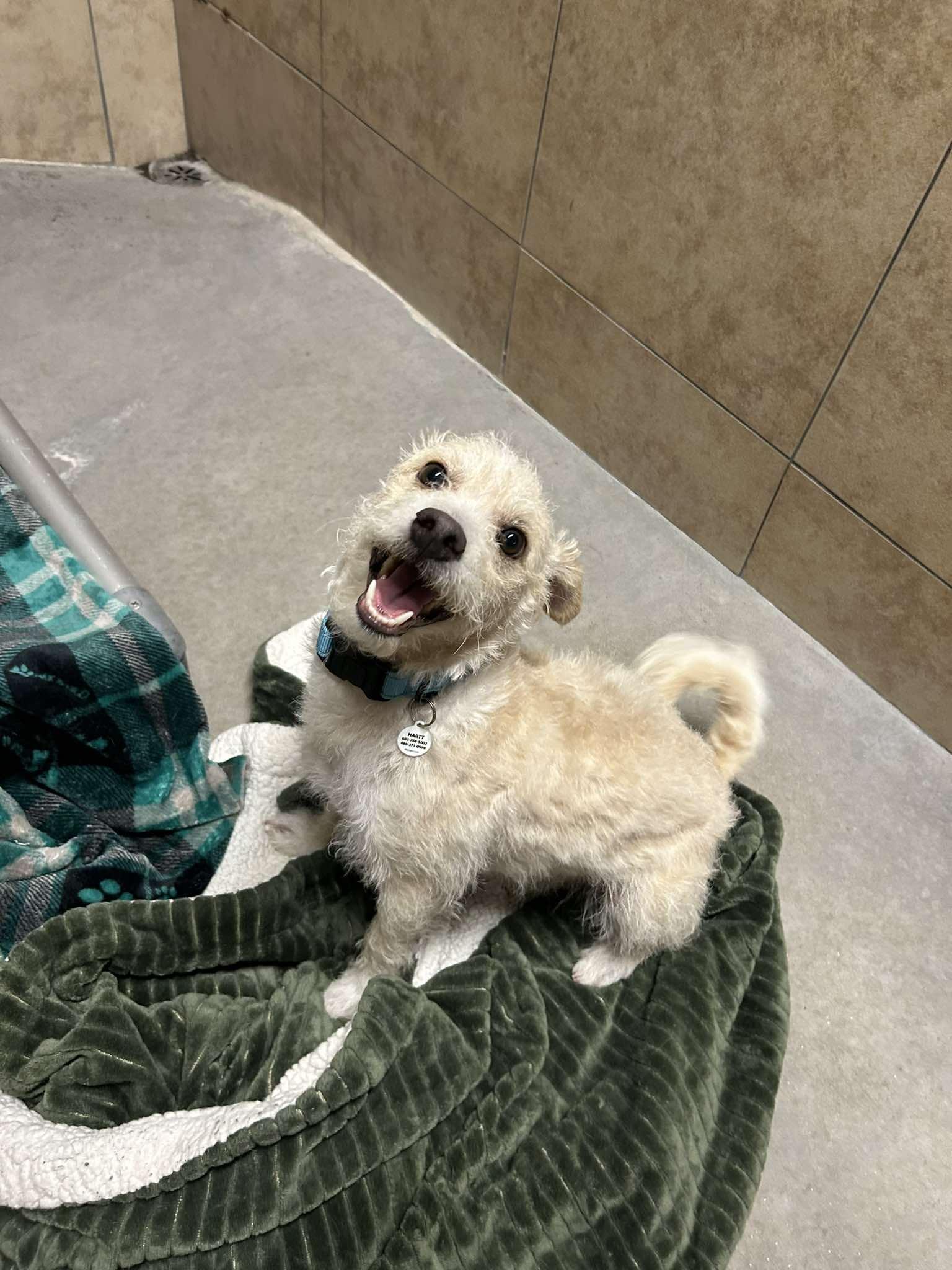 Enlarge Dublin, an adopted mixed breed in Phoenix, AZ image 4/5