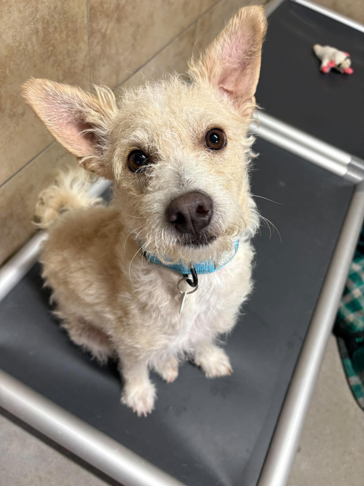 Dublin, adopted, Young Male Cairn Terrier & Miniature Poodle.