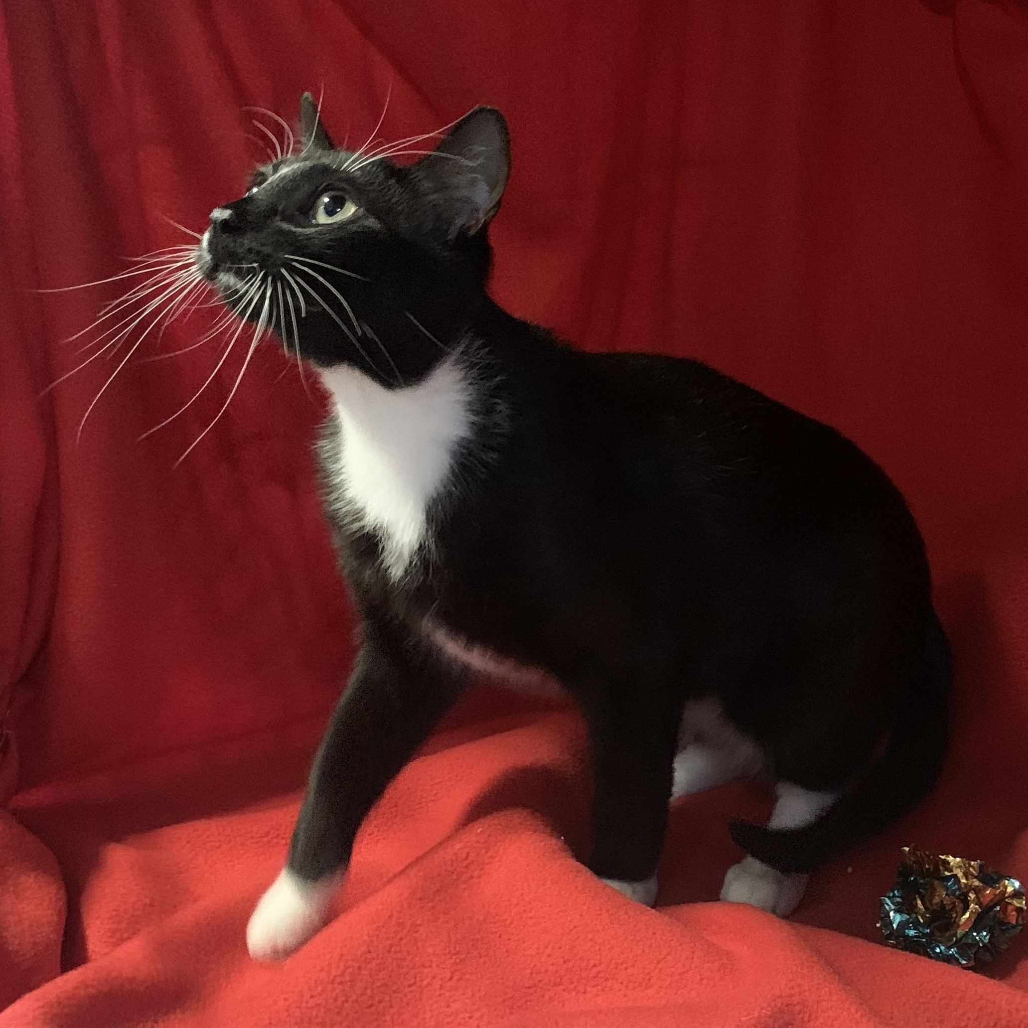 Zoomie, Adoptable, Young Male Domestic Short Hair.