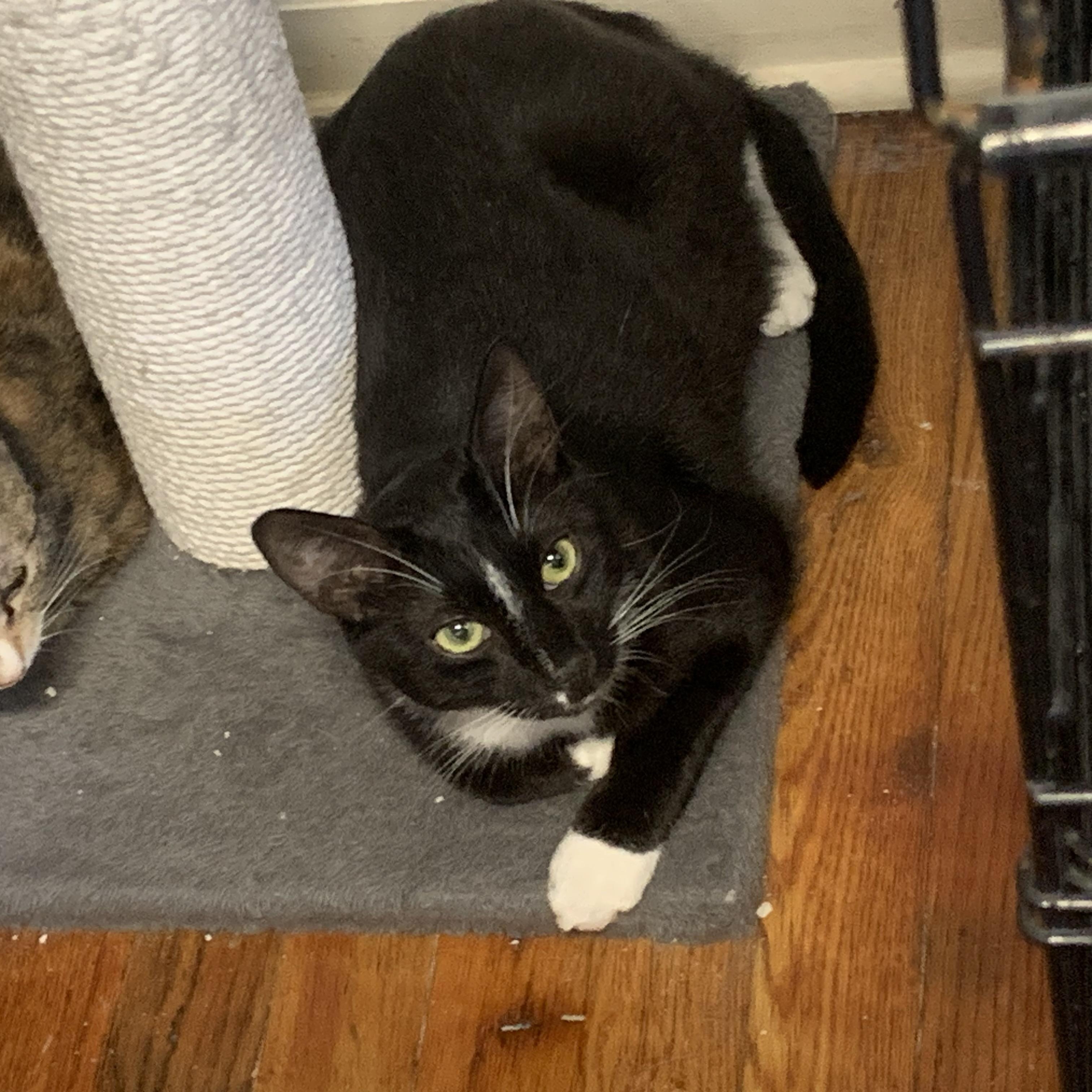 Zoomie, Adoptable, Young Male Domestic Short Hair.