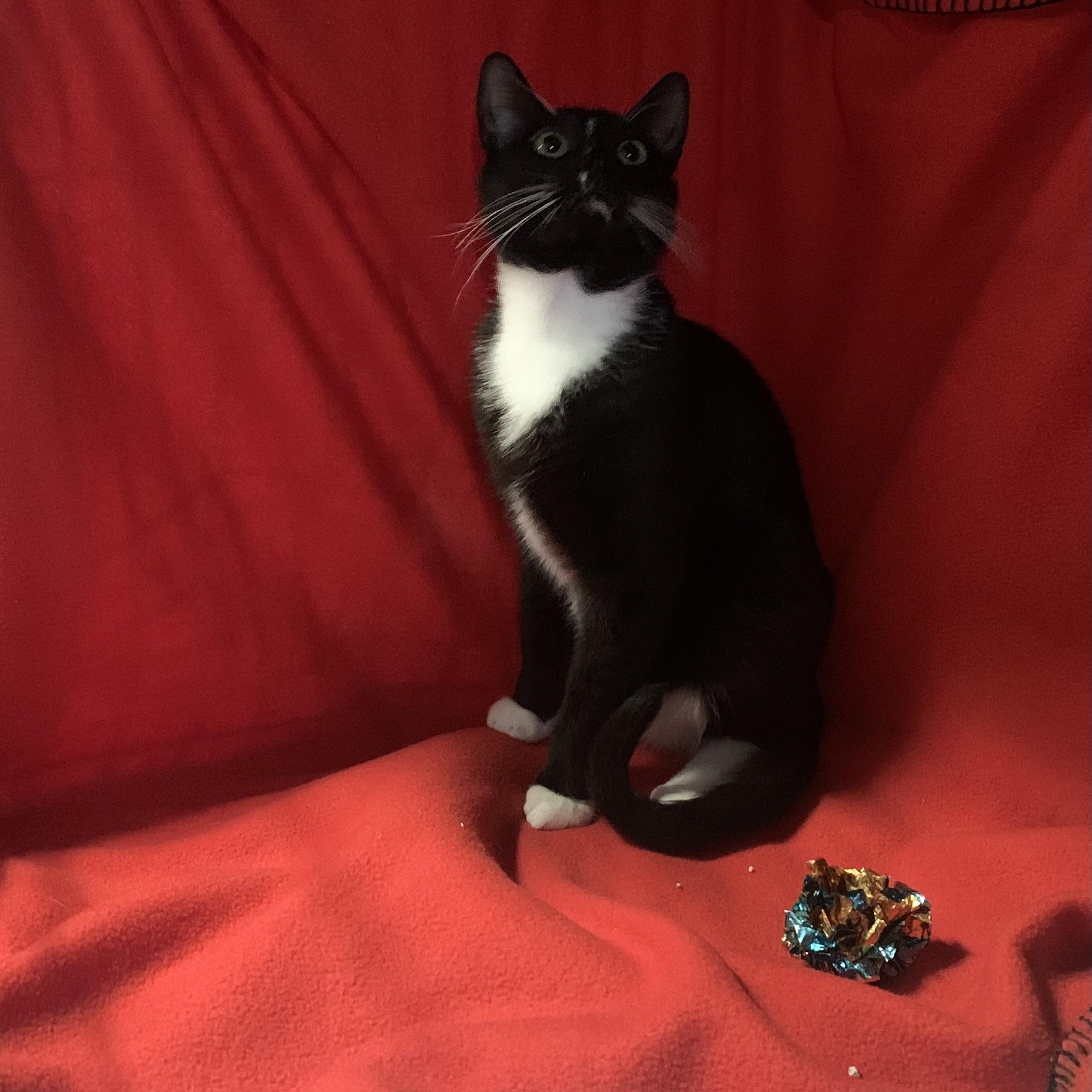 Enlarge Zoomie, a Adoptable Domestic Short Hair in Brooklyn, NY image 2/6