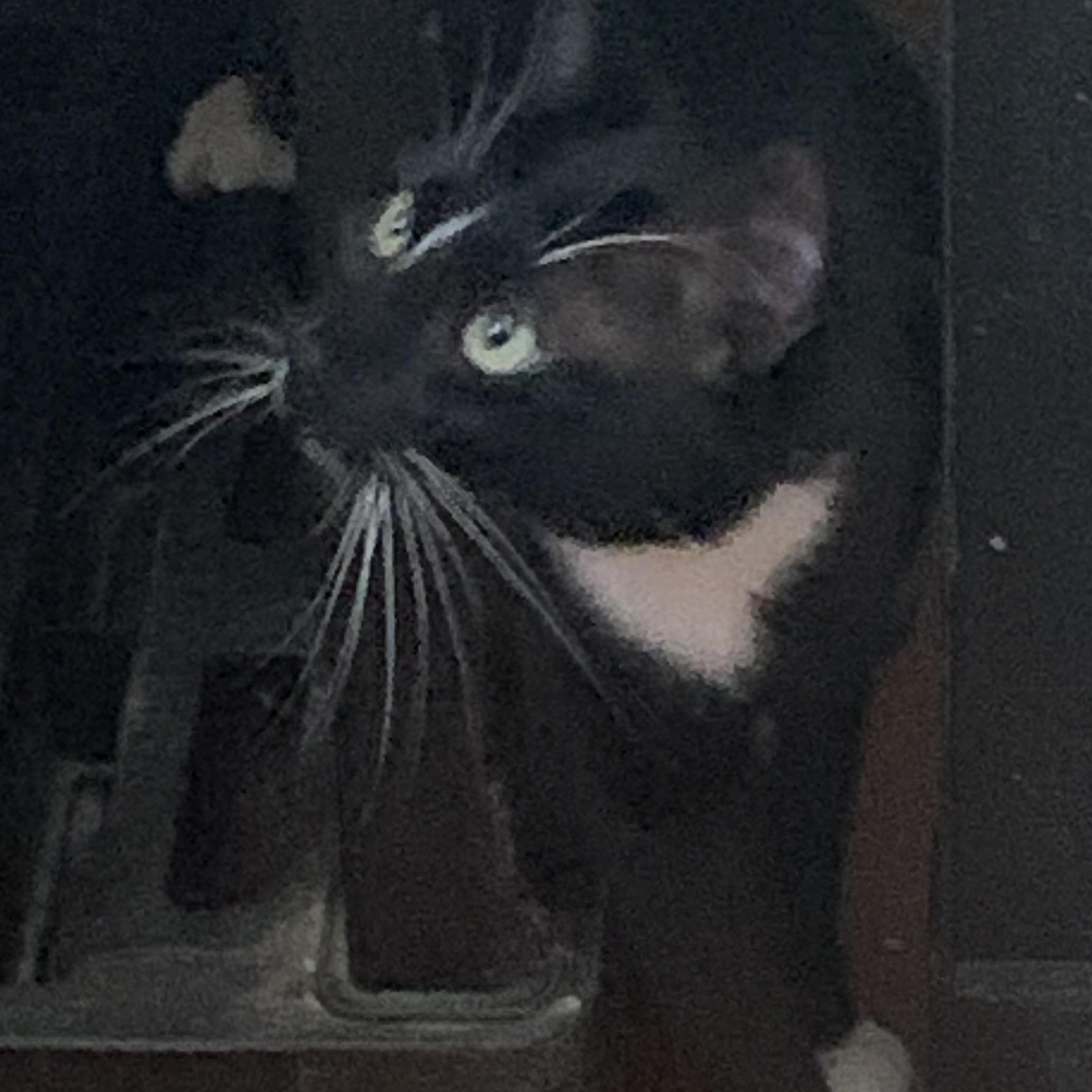 Enlarge Zoomie, a Adoptable Domestic Short Hair in Brooklyn, NY image 5/6