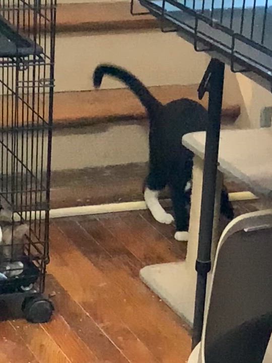 Enlarge Zoomie, a Adoptable Domestic Short Hair in Brooklyn, NY video 3/6