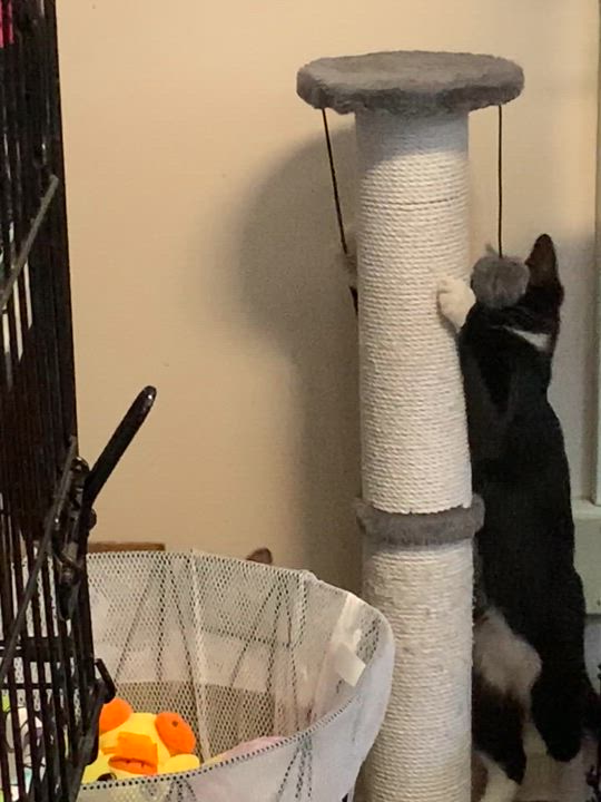 Enlarge Zoomie, a Adoptable Domestic Short Hair in Brooklyn, NY video 4/6