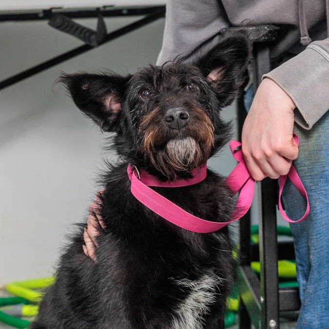 Enlarge Ophelia, a Adoptable mixed breed in Chester Springs, PA image 1/1