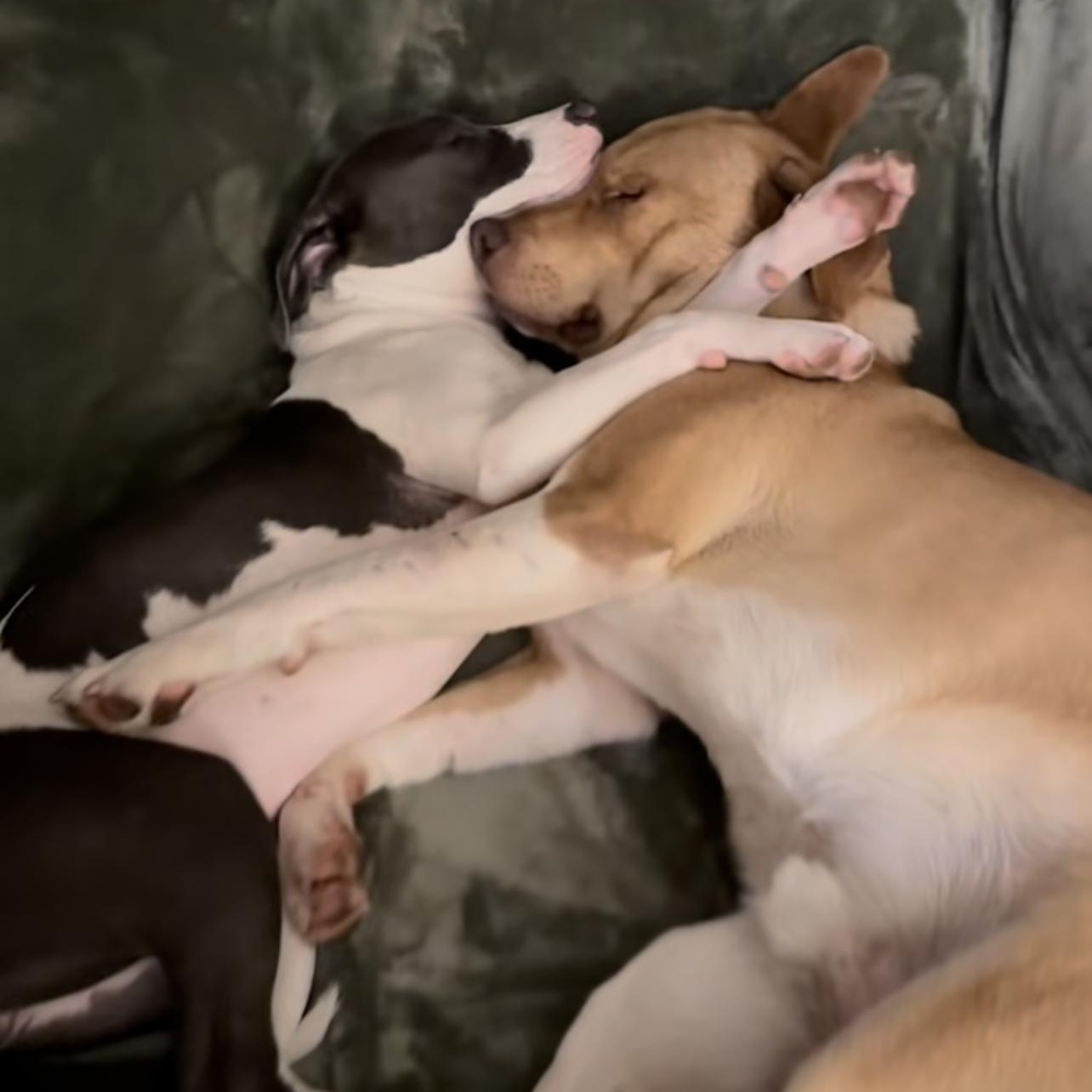 Dylan, ADOPTABLE, Young Male Labrador Retriever.