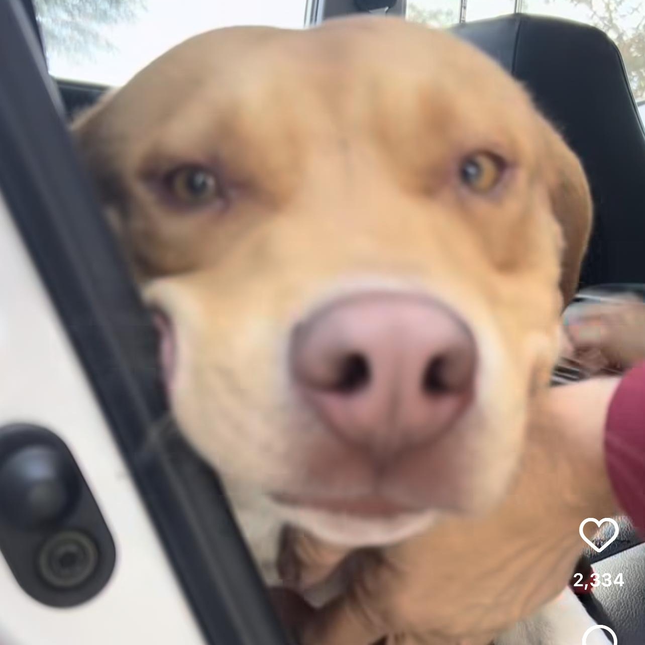 Dylan, a ADOPTABLE mixed breed in Beverly Hills, CA image 5/5