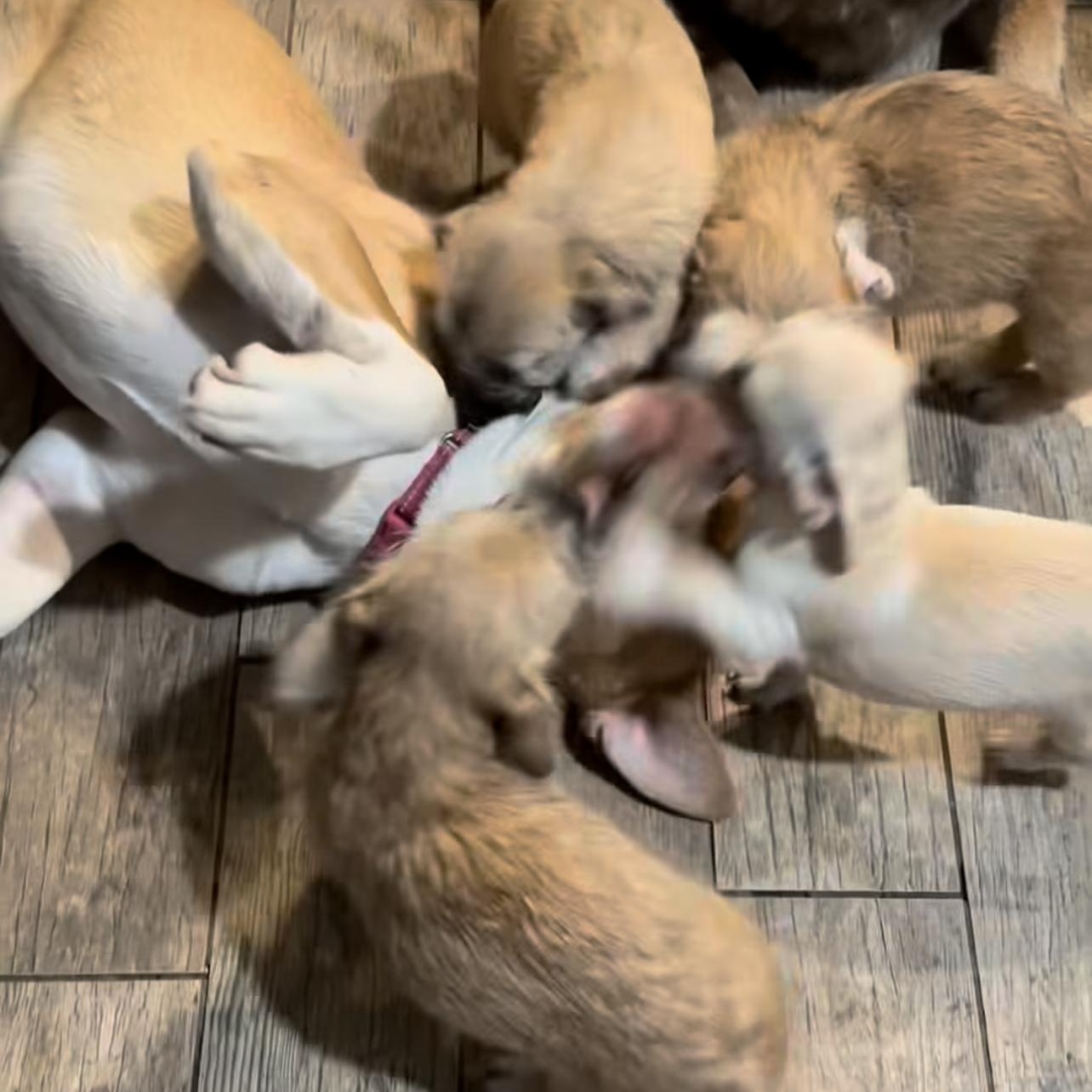 Dylan, a ADOPTABLE mixed breed in Beverly Hills, CA image 2/5