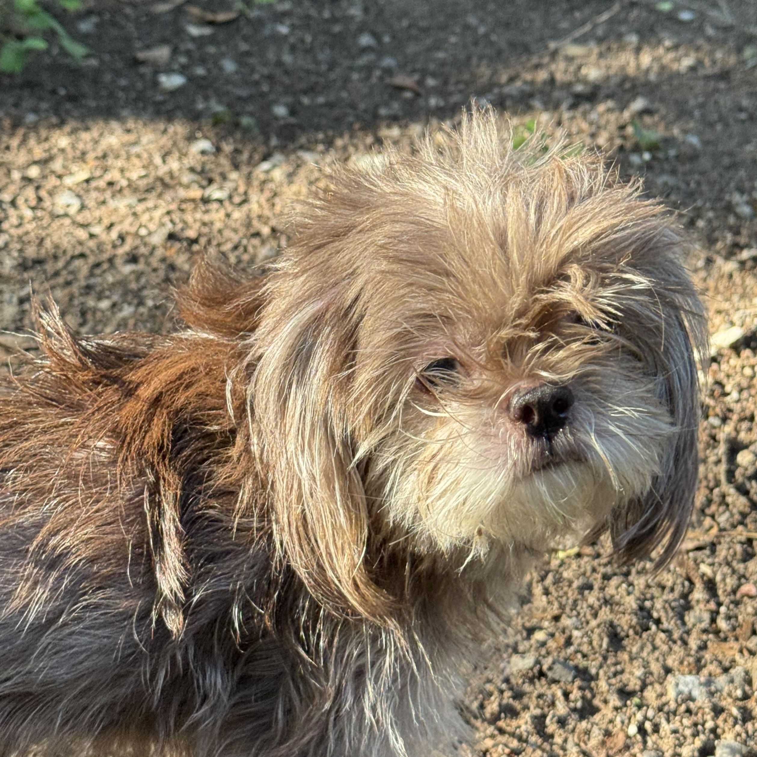Coco, adopted, Adult Female Shih Tzu.