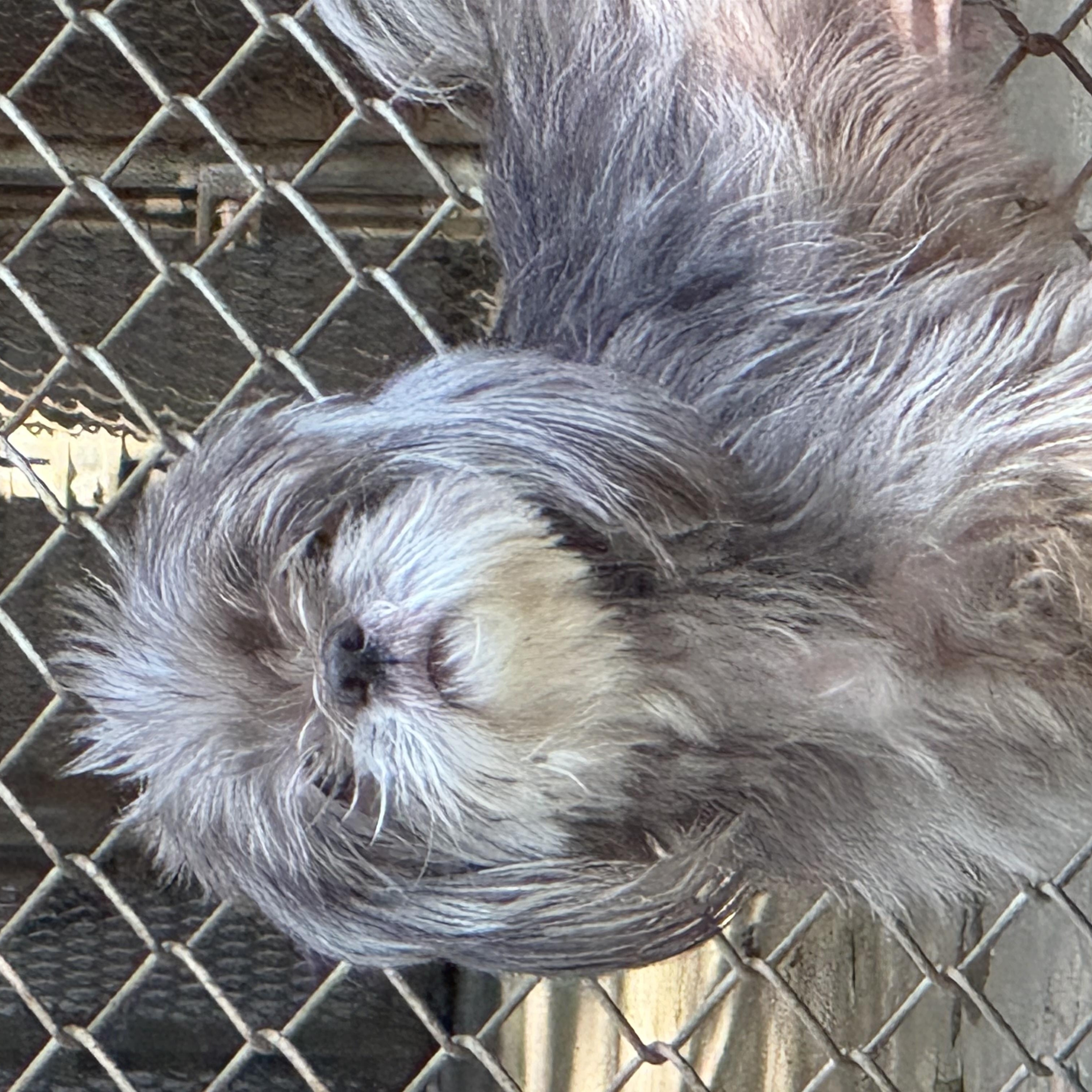Coco, an adopted Shih Tzu in Mobile, AL image 3/3