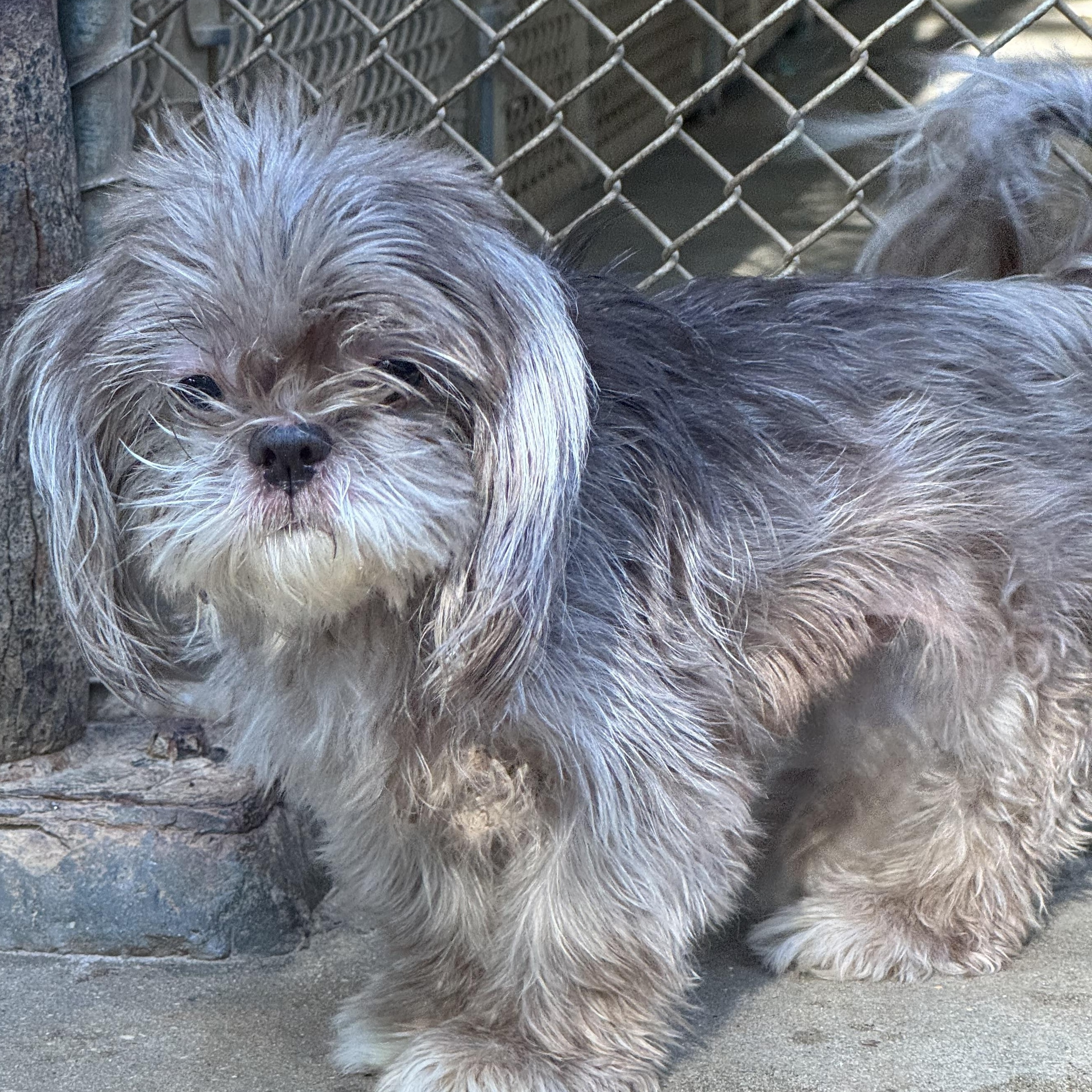 Coco, an adopted Shih Tzu in Mobile, AL image 2/3